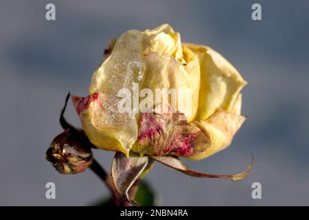 Frostbedeckte gelbe Rose im Garten Stockfoto