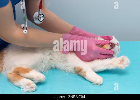 Der Tierarzt untersucht die Zähne einer Katze, die auf dem Tisch liegt. Arzt untersucht Katzenmaul. Tierarzt untersucht Katzenzähne Stockfoto