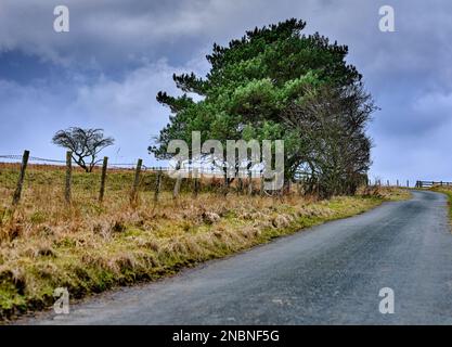 Lone Scots Pine auf einer einspurigen Straße auf dem Hochmoor bei Breary Banks, Masham, North Yorkshire Stockfoto