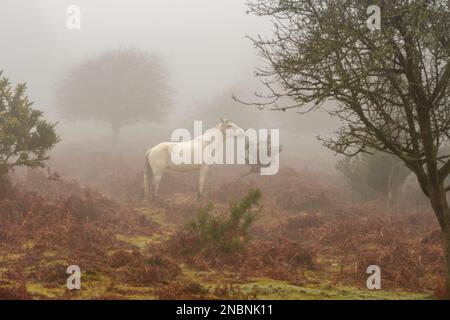 Pferd im Nebel. New Forest Pony am nebligen Morgen in Rockford Common, Ringwood, New Forest, Hampshire, England, UK, Februar 2023. Stockfoto