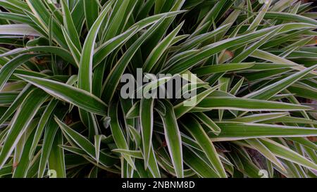 Zierpflanze Chlorophytum comosum oder Spinnenpflanze, die tagsüber in einem Topf im Dorf Belo Laut wächst Stockfoto
