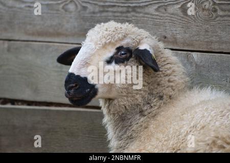 Porträt eines süßen weißen Schafes mit schwarzen Markierungen vor dem Holzstall. Stockfoto
