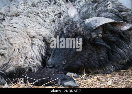 Porträt eines männlichen schwarzen Hortobagy-Racka-Schafes (Ovis aries Strepsiceros Hungaricus) mit langen spiralförmigen Hörnern und ausdrucksstarken Augen, die sich ausruhen. Stockfoto