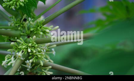 Papaya-Baum Mit Pistilen Und Blumen In Weiß Und Grün, Im Dorf Belo Laut Während Des Tages Stockfoto