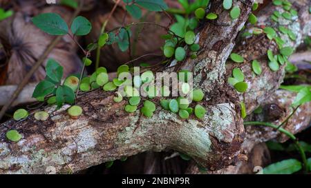 Drachenschuppen Pflanzen und Weinreben auf Einem toten Mangobaum, im Dorf Belo Laut am Nachmittag Stockfoto