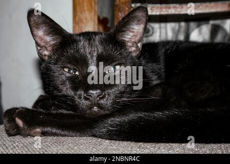 Elegante schwarze persische Katzen-Lounges auf einem Stuhl mit luxuriösen Augen und entspanntem Stil. Perfekt für Tierliebhaber Stockfoto