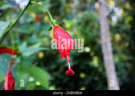 Die zarte Schönheit einer Wachsmalvenblume in voller Blüte. Mit seinen leuchtenden roten Blüten und komplexen Details. Stockfoto