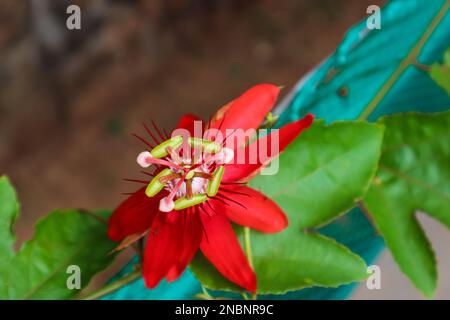 Rote Passionsblume Weinrebe Nahaufnahme, Scharlach Passionsblume im Garten. Die grünen Blätter der roten Passionsblume Stockfoto