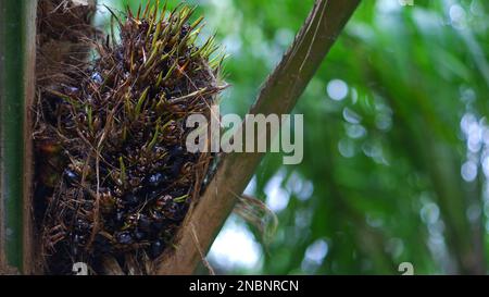 Schwarze Palmenfrucht, Die Tagsüber Zwischen Baumzweigen Im Dorf Belo Laut Wächst Stockfoto