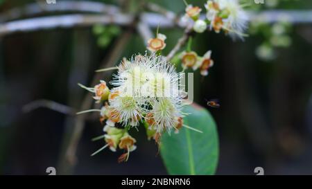 Blumen und Pistillen von Wasser-Guava-Früchten auf einem der Äste Eines Baumes, im Dorf Belo Laut am Nachmittag Stockfoto