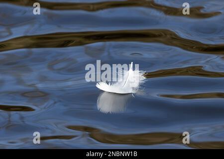 Schwäne verbringen viel Zeit damit, sich vorzubereiten, um ihr Gefieder in einem Top-Zustand zu halten. Dabei werden ältere Federn entfernt, die ersetzt werden. Stockfoto