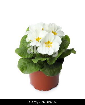 Primelpflanze (Primrose) mit schönen, auf Weiß isolierten Blüten. Frühlingsblüte Stockfoto