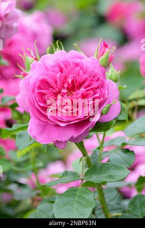 Rosa Prinzessin Anne, Rose Prinzessin Anne, Rosa Auskitchen, kompakter Strauch, lockere Doppelblumen in Magenta/tiefrosa Stockfoto