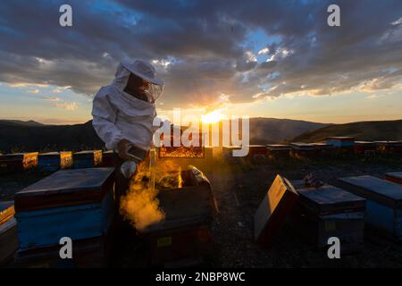 Der Imker hält eine Honigzelle mit Bienen in den Händen. Bienenzucht. Bienenhaus. Arbeiten Bienen auf Wabe. Bienen arbeiten auf Waben. Stockfoto