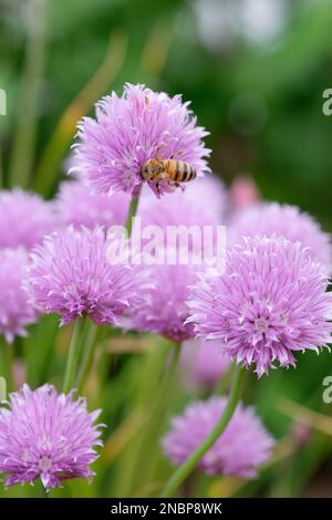 Allium schoenoprasum, Schnittlauch, westliche Honigbiene, europäische Honigbiene APIs mellifera, die sich von hellen violetten, glockenförmigen Blumen ernähren Stockfoto