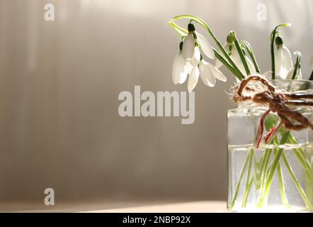 Schöne Schneetropfen im Glasbehälter im Innenbereich, Platz für Text. Erste Frühlingsblumen Stockfoto