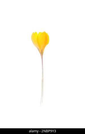 Wunderschöne gelbe Krokusblume, isoliert auf Weiß Stockfoto