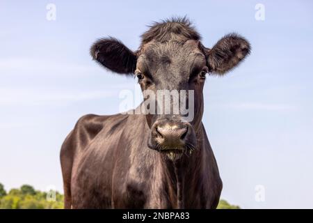 Schwarze Kuhschönheit, mittelgroße Frontansicht, blauer Hintergrund, glänzend und gutaussehend Stockfoto