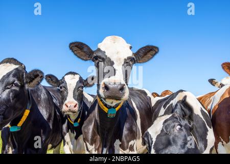 Kühe schließen sich in einer Gruppe zusammen, eine Kuh inmitten einer Herde, die freundlich aussieht, und ein blauer Himmel Stockfoto