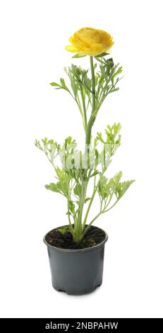 Wunderschöne gelbe Ranunculus-Blume im Topf auf weißem Hintergrund Stockfoto