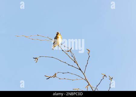 Goldfinkvogel „Carduelis carduelis“ hoch oben auf einem Weidenbaum mit neuem Frühlingszuwachs. Isoliert gegen den blauen Himmel. Dublin, Irland Stockfoto