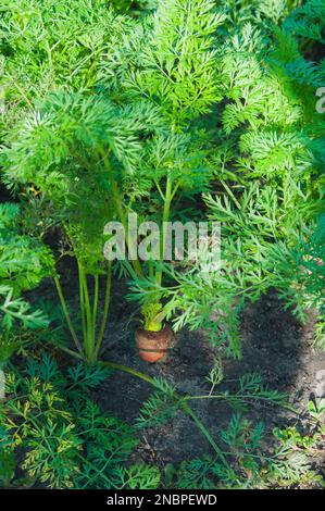 Karotten wachsen im Garten, eine rote essbare Wurzel ragt aus dem Boden. Grüne Karottenblätter. Stockfoto