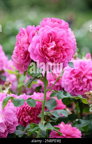 Rosa Prinzessin Anne, Rose Prinzessin Anne, Rosa Auskitchen, kompakter Strauch, lockere Doppelblumen in Magenta/tiefrosa Stockfoto