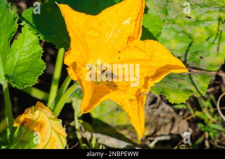 Leuchtend gelbe Kürbisblume Nahaufnahme. Eine Biene ist mit Pollen auf einer großen Orangenblume bedeckt. Stockfoto