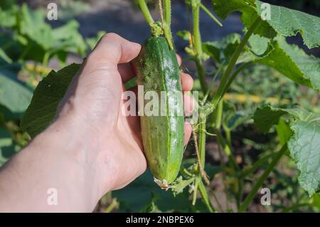 Die Hand eines Mannes hält eine Gurkenfrucht. Gemüse im Garten anbauen. Ökologischer Landbau in der Ukraine. Stockfoto