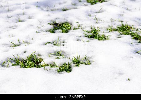Setzlinge von Winterweizen auf dem Feld, grüne Sprossen im Schnee. Stockfoto