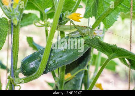 Ein grüner Grashüpfer sitzt auf einer Gurkenfrucht vor einem Hintergrund aus Blättern und Blumen. Ein grüner Grashüpfer ist wie eine Gurke. Stockfoto