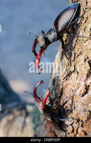 Hirschkäfer kämpfen auf dem Boden, aus nächster Nähe, selektive Fokussierung. Stockfoto