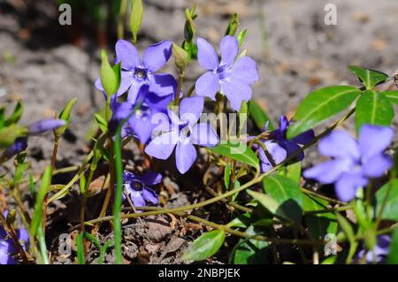 Nahaufnahme mit blauer Blume und unfokussiertem Hintergrund. Stockfoto