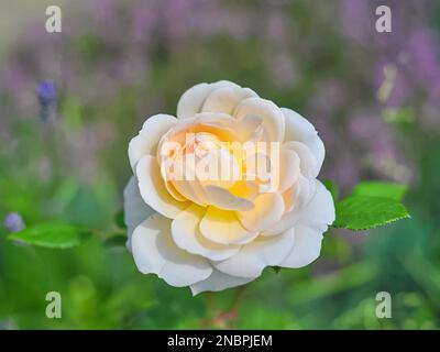 Englische Sorte Crocus Rose, zarte weiße Blume mit innerem Glanz von Blütenblättern, selektiver Fokus. Unschärfe-Hintergrund von Lavendelblüten. Stockfoto