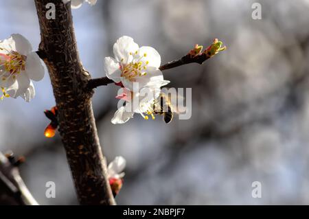 Nahaufnahme von weißer Aprikosenblume und Biene mit Pollen auf unscharfem Hintergrund. Stockfoto