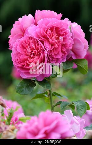 Rosa Prinzessin Anne, Rose Prinzessin Anne, Rosa Auskitchen, kompakter Strauch, lockere Doppelblumen in Magenta/tiefrosa Stockfoto