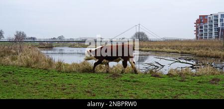 Hereford-Kuh mit Schlamm an den Füßen geht auf einer Überschwemmungsebene entlang des Flusses Vecht. In der Ferne eine Cable-Stay-Radfahrer- und Fußgängerbrücke. Standort Stockfoto