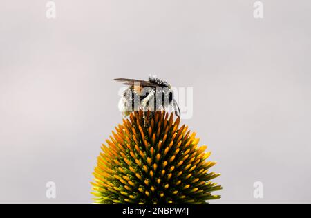 Eine Hummelbiene sammelt Nektar auf dem Nadelkegel. Insekten in natürlicher Umgebung Nahaufnahme. Stockfoto