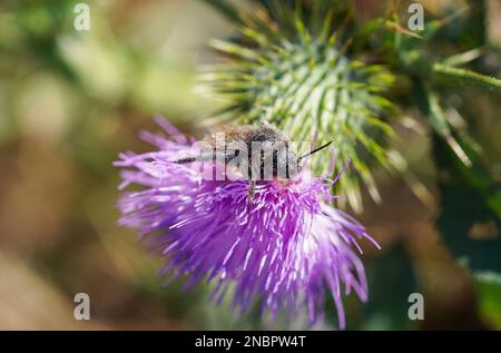 Insekt mit Pollen auf einer Distelblume. Stockfoto