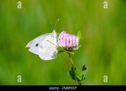 Kleiner Weißkohl auf einer Blume. Weißer Schmetterling sammelt Nektar. Insekten-Nahaufnahme. Pieris rapae. Stockfoto