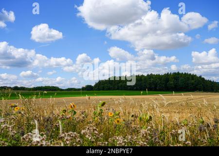 Landscape near Marsberg. Nature with agricultural fields. Stockfoto