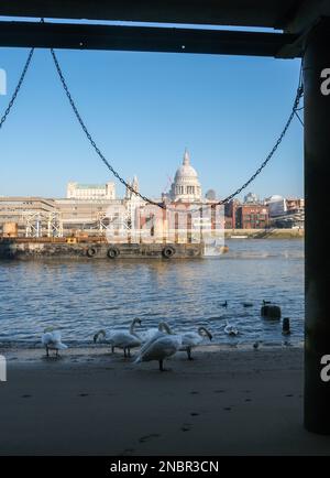Thames Beach, Tate Modern, London, Großbritannien. 14. Februar 2023 Eine Gruppe von Schwanen an der Themse gegenüber der St Paul's Cathedral. Kredit: Matthew Chattle/Alamy Live News Stockfoto