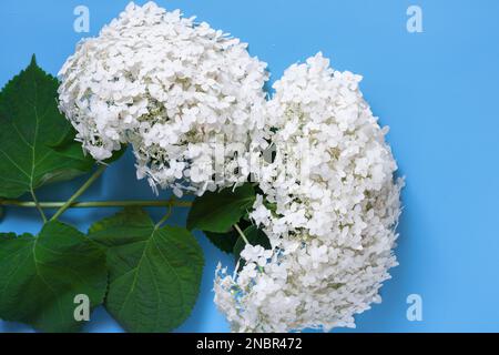 Zweige mit hoher Reichweite Nahaufnahme auf blauem Hintergrund, Blumen, Postkarte Stockfoto