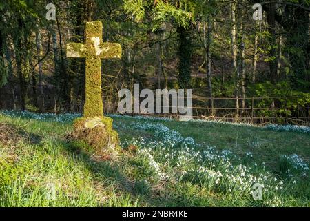 Schneeglöckchen und Winterwärme auf einem ländlichen Friedhof, Askham St. Peter, Cumbria, Großbritannien Stockfoto