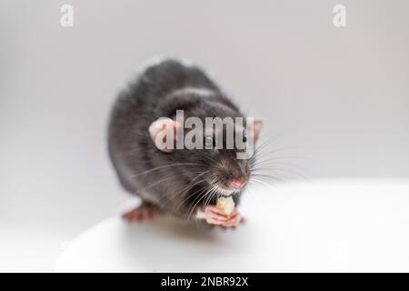 Die heimische schwarze dumbo Ratte sitzt und isst auf weißem Hintergrund. Der Begriff der Haustiere. Stockfoto