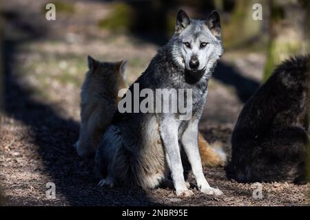 Das Porträt einer timberwolf-Familie im Wald Stockfoto