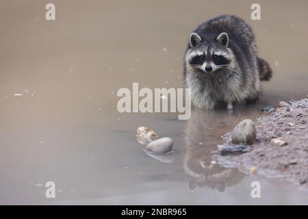 Porträt eines Waschbären in der Natur Stockfoto