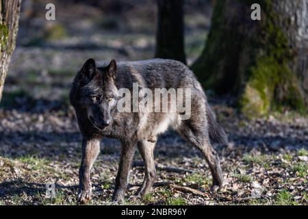 Das Porträt einer timberwolf-Familie im Wald Stockfoto