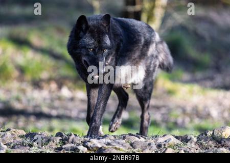 Das Porträt einer timberwolf-Familie im Wald Stockfoto