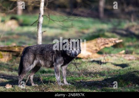 Das Porträt einer timberwolf-Familie im Wald Stockfoto